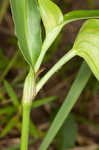 Whitemouth dayflower 